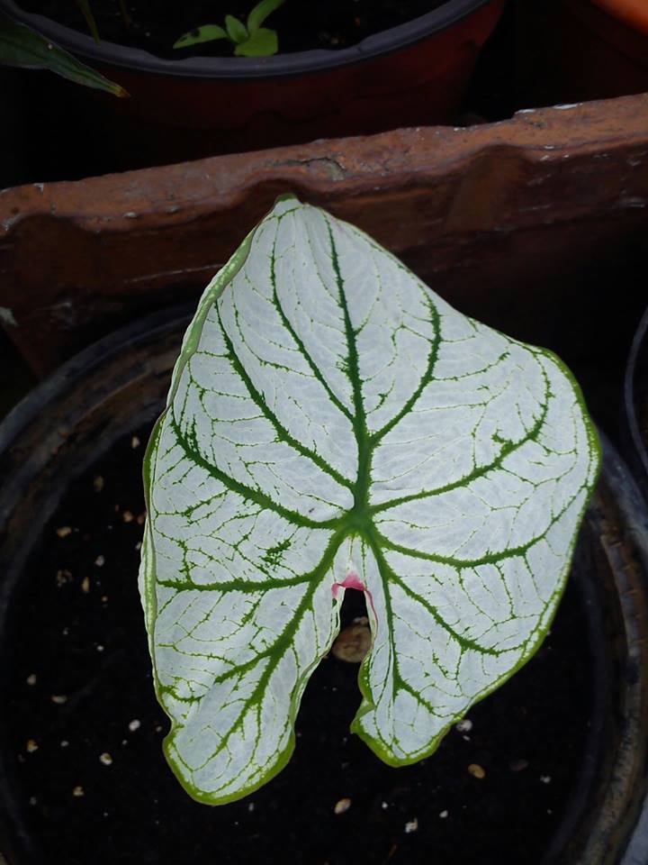 [Foto de planta, jardin, jardineria]