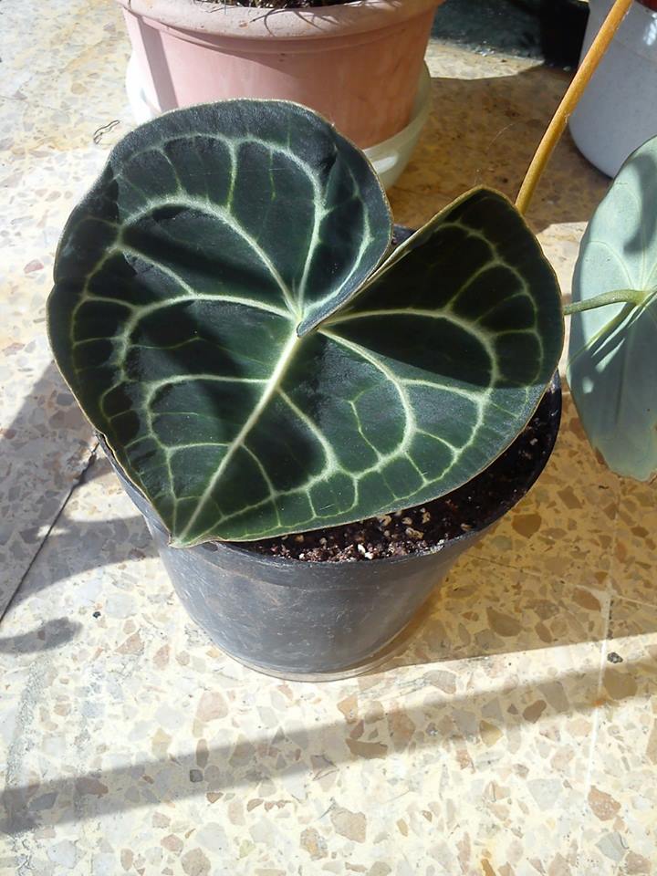 [Foto de planta, jardin, jardineria]