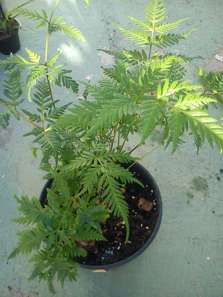 [Foto de planta, jardin, jardineria]