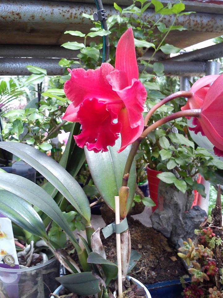 [Foto de planta, jardin, jardineria]