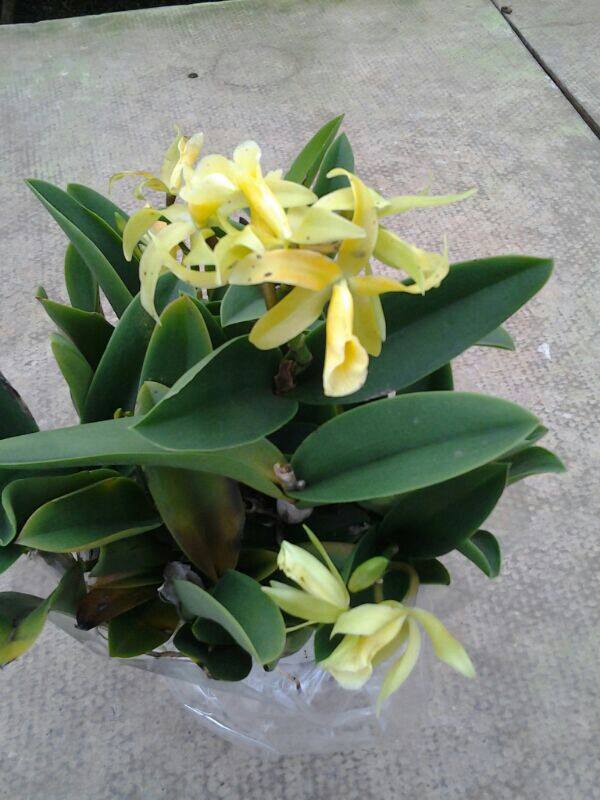 [Foto de planta, jardin, jardineria]