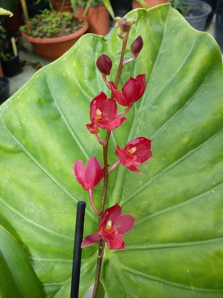 [Foto de planta, jardin, jardineria]
