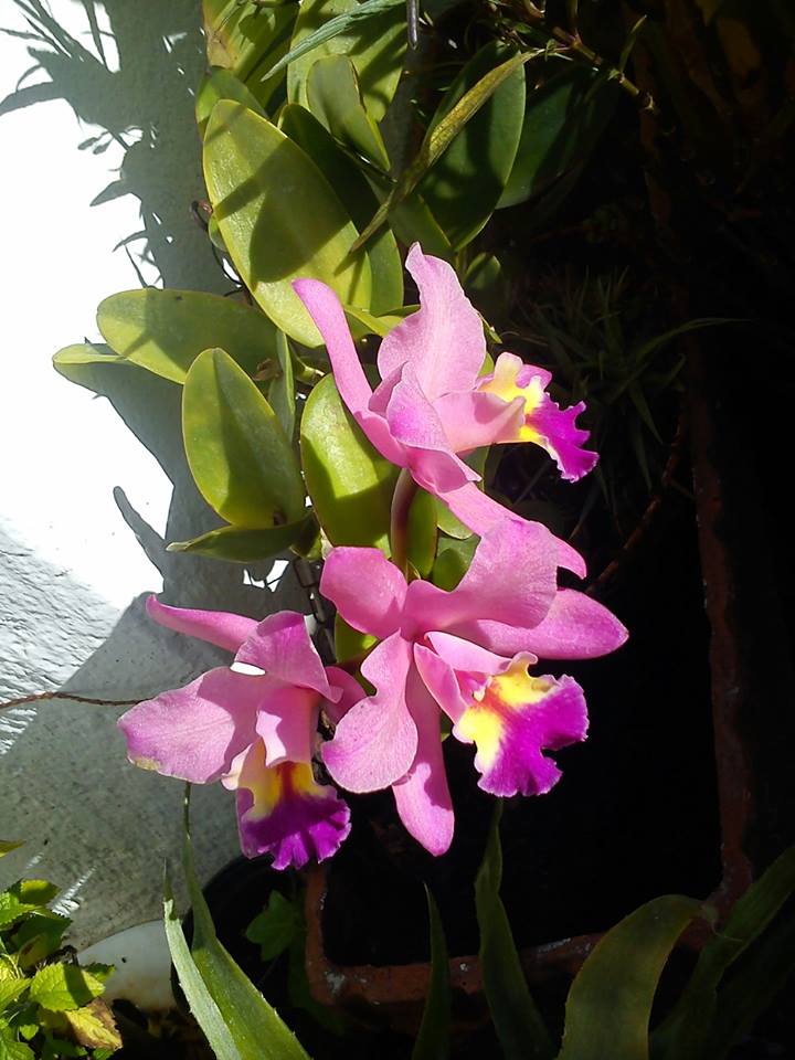 [Foto de planta, jardin, jardineria]