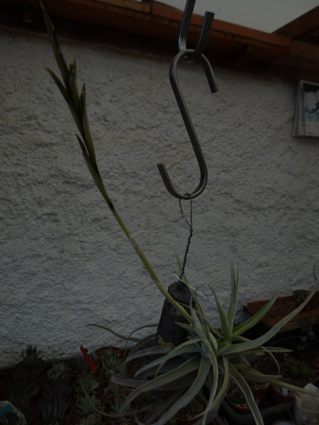 [Foto de planta, jardin, jardineria]