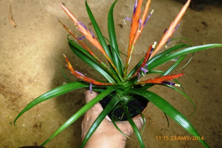 [Foto de planta, jardin, jardineria]