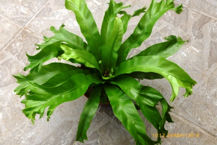 [Foto de planta, jardin, jardineria]