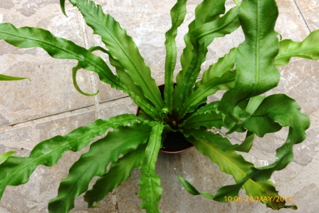 [Foto de planta, jardin, jardineria]