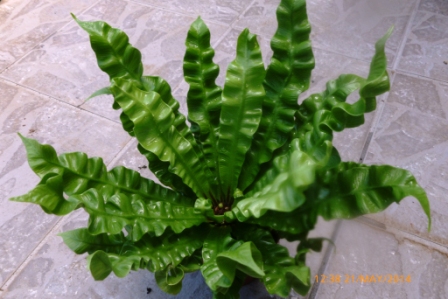 [Foto de planta, jardin, jardineria]