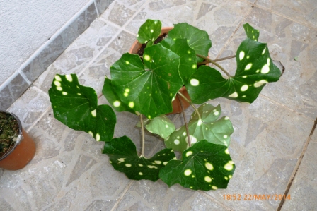 [Foto de planta, jardin, jardineria]