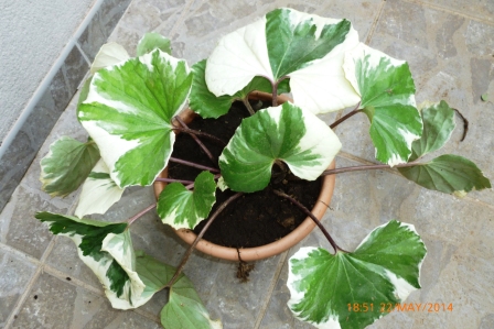 [Foto de planta, jardin, jardineria]