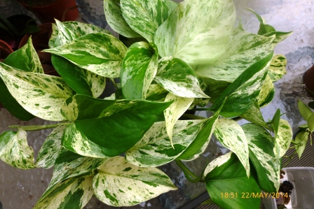 [Foto de planta, jardin, jardineria]