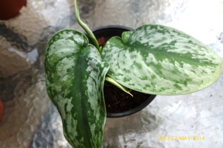 [Foto de planta, jardin, jardineria]