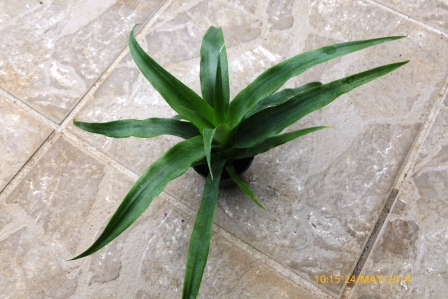 [Foto de planta, jardin, jardineria]
