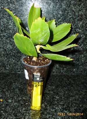 [Foto de planta, jardin, jardineria]