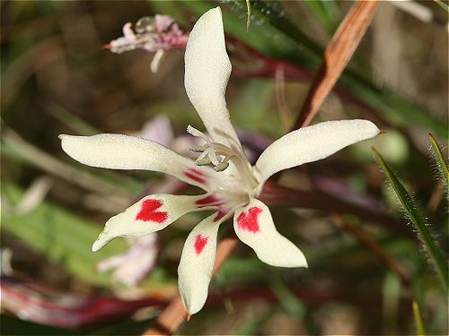 Estriado Rojo-Blanco Bulbo flor Amarilis natural 1 unidad PORTES INCLUIDOS