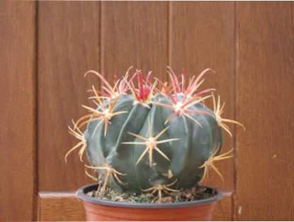 [Foto de planta, jardin, jardineria]