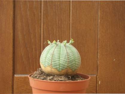 [Foto de planta, jardin, jardineria]
