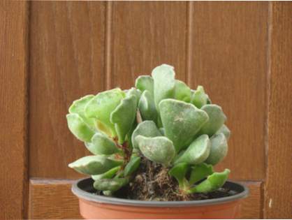 [Foto de planta, jardin, jardineria]