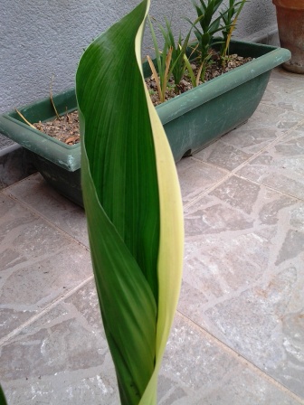 [Foto de planta, jardin, jardineria]