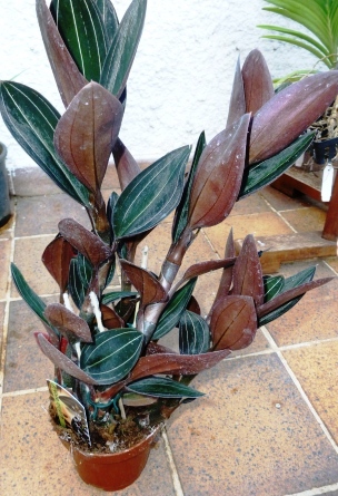 [Foto de planta, jardin, jardineria]