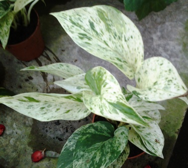[Foto de planta, jardin, jardineria]