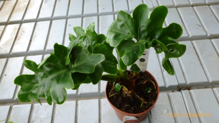 [Foto de planta, jardin, jardineria]