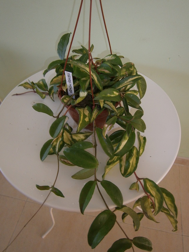 [Foto de planta, jardin, jardineria]