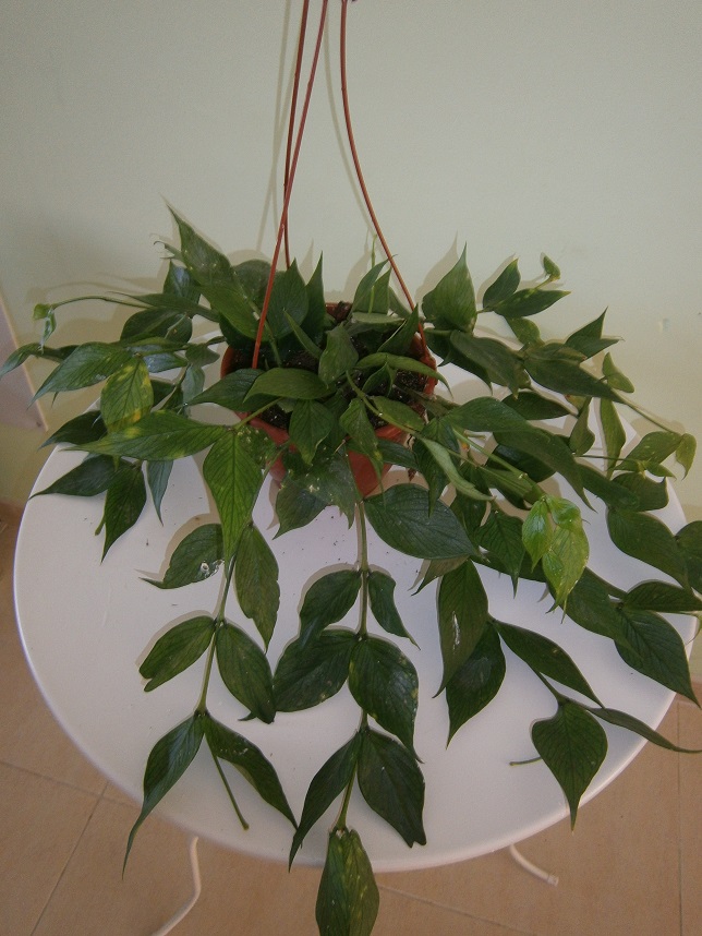 [Foto de planta, jardin, jardineria]