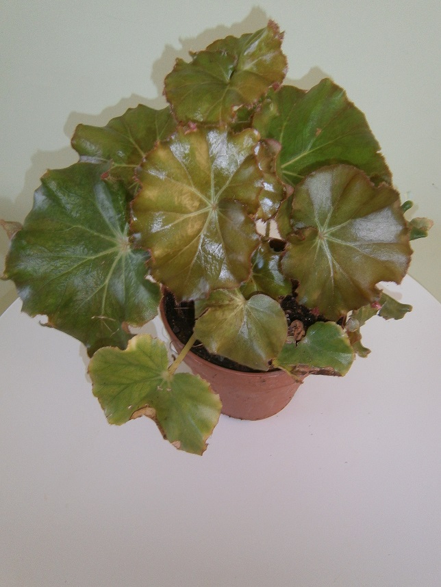 [Foto de planta, jardin, jardineria]