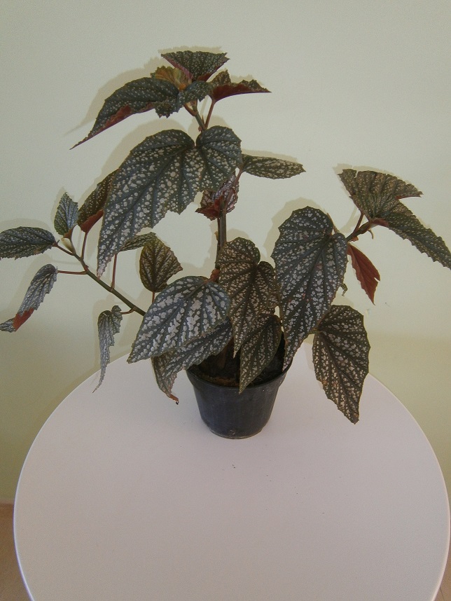 [Foto de planta, jardin, jardineria]