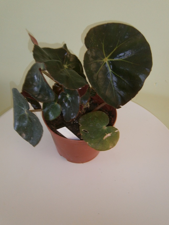 [Foto de planta, jardin, jardineria]