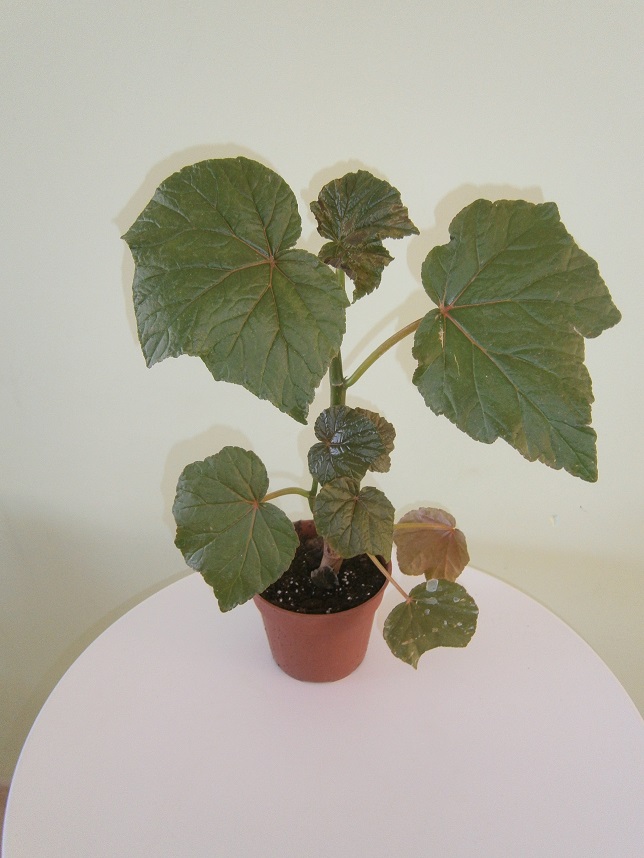 [Foto de planta, jardin, jardineria]