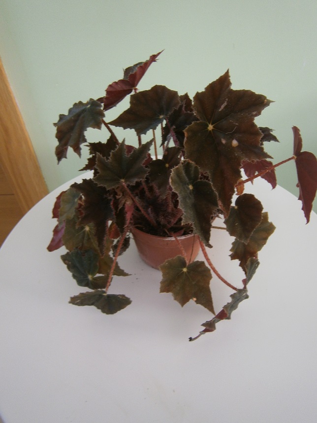 [Foto de planta, jardin, jardineria]