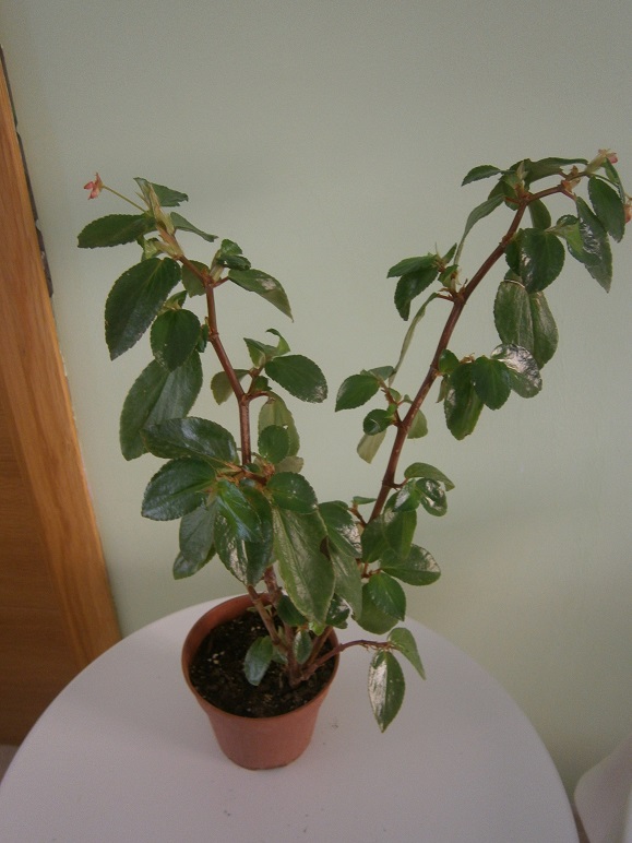 [Foto de planta, jardin, jardineria]