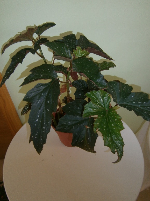 [Foto de planta, jardin, jardineria]