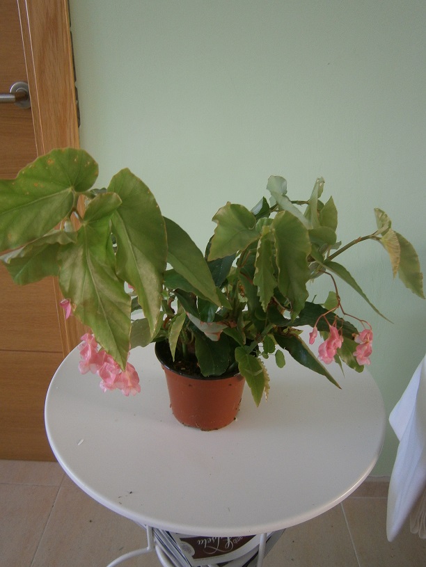 [Foto de planta, jardin, jardineria]