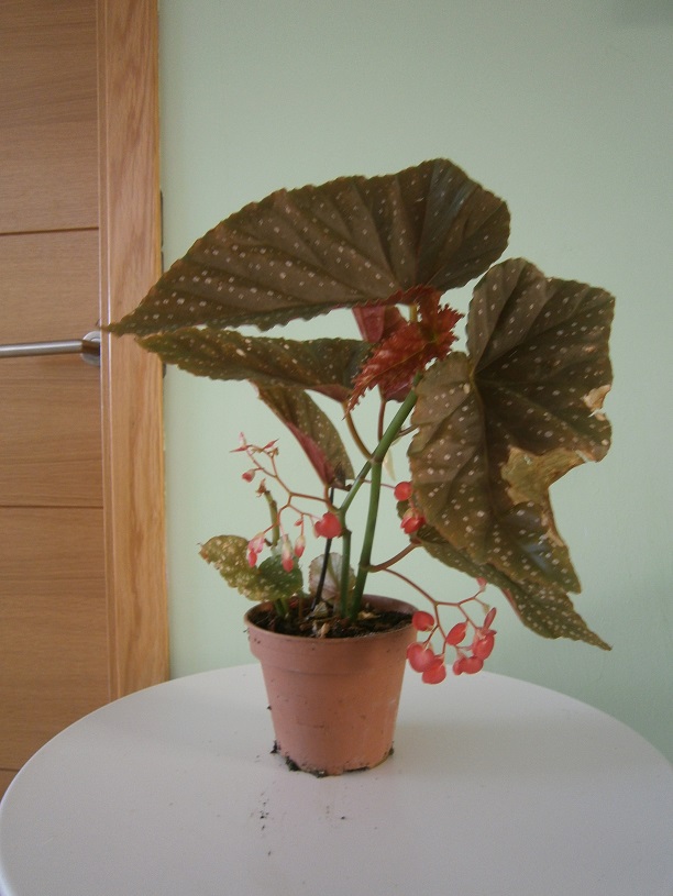 [Foto de planta, jardin, jardineria]