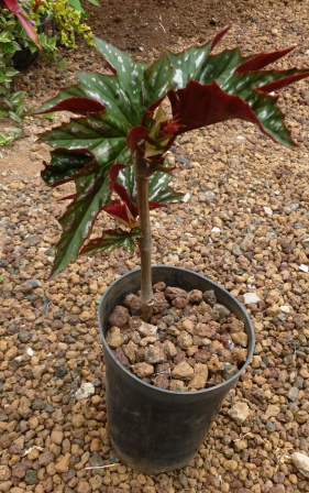 [Foto de planta, jardin, jardineria]