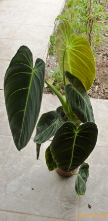 [Foto de planta, jardin, jardineria]