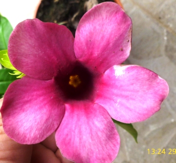 [Foto de planta, jardin, jardineria]