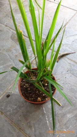 [Foto de planta, jardin, jardineria]