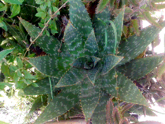 [Foto de planta, jardin, jardineria]