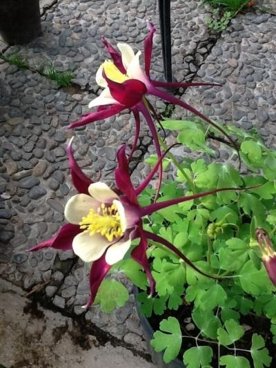 [Foto de planta, jardin, jardineria]