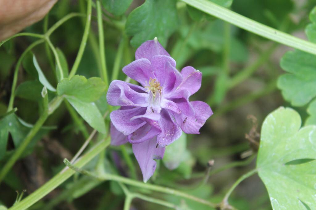 [Foto de planta, jardin, jardineria]