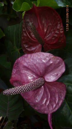 [Foto de planta, jardin, jardineria]