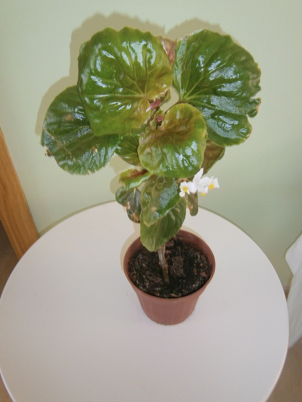 [Foto de planta, jardin, jardineria]