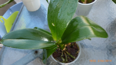 [Foto de planta, jardin, jardineria]