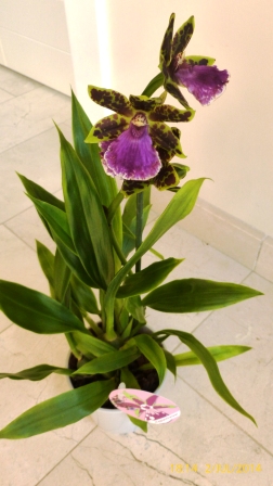 [Foto de planta, jardin, jardineria]
