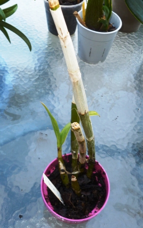 [Foto de planta, jardin, jardineria]