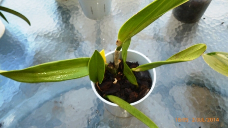 [Foto de planta, jardin, jardineria]